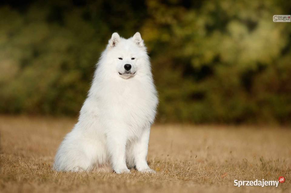 Samoyed Szczeniaczki MIOT ZIMA 2023 FCI ZKwP sprzedam