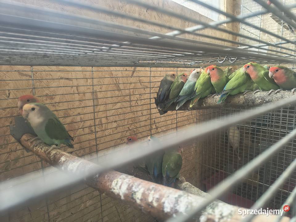 Papugi nierozłączki Jaworowa