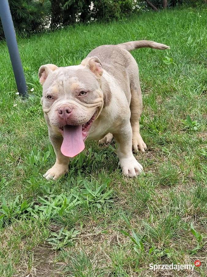 American bully GrChampion Demon Boy blood Abkc