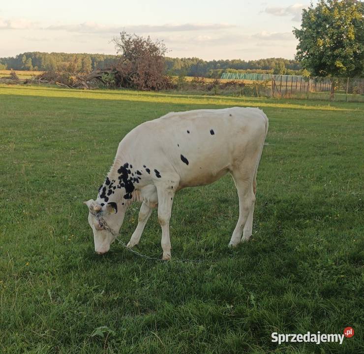 Jałówka mazowieckie Zwoleń sprzedam