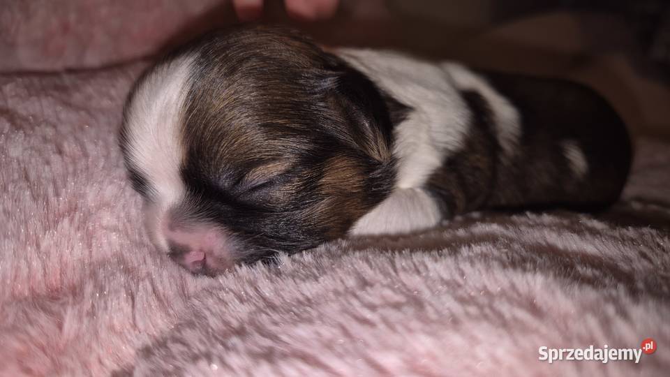 Szczeniak Pies Suczka Shih tzuHappy Dog BoBi Grodzisk Mazowiecki