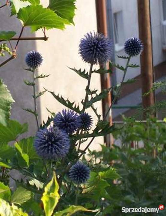 Przegorzan kulisty bylina miododajna na suche Bydgoszcz