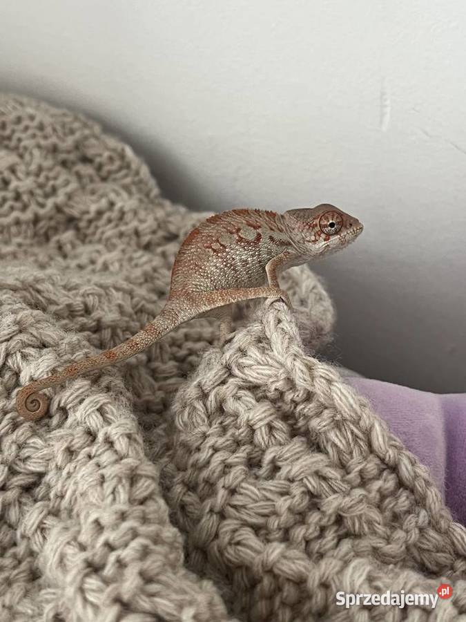 Kameleon Lamparci Samiec
