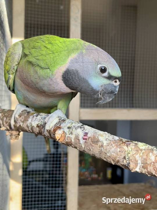 Aleksandretta Chińska 2025 Zebrzydowice