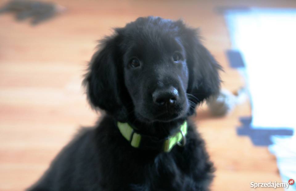 Piękne szczenięta Flat Coated Retriever FCI Wrocław