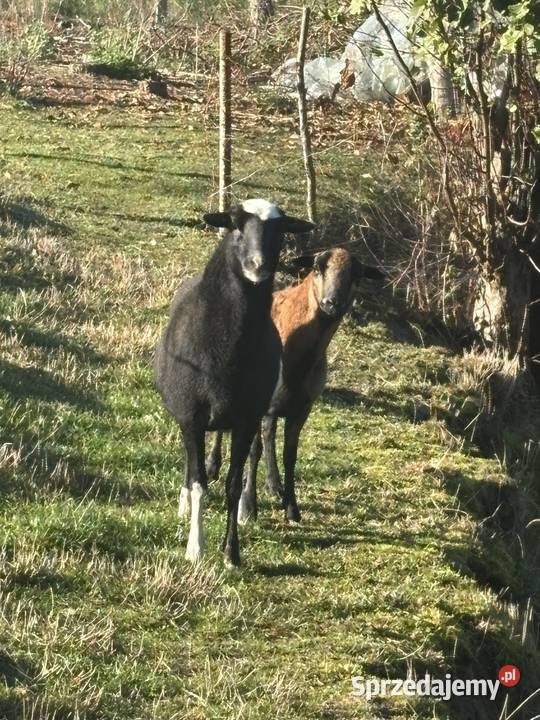 Owce kameruńskie Obory