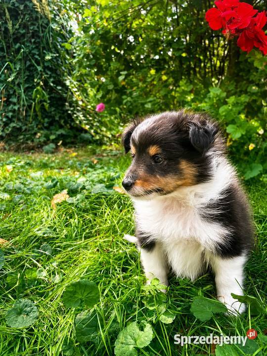 owczarek szetlandzki sheltie piesek blue merle Pozostałe Rudzica