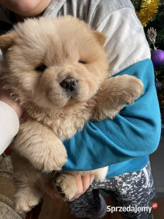 Chow chow FCI ZKwP Gubin