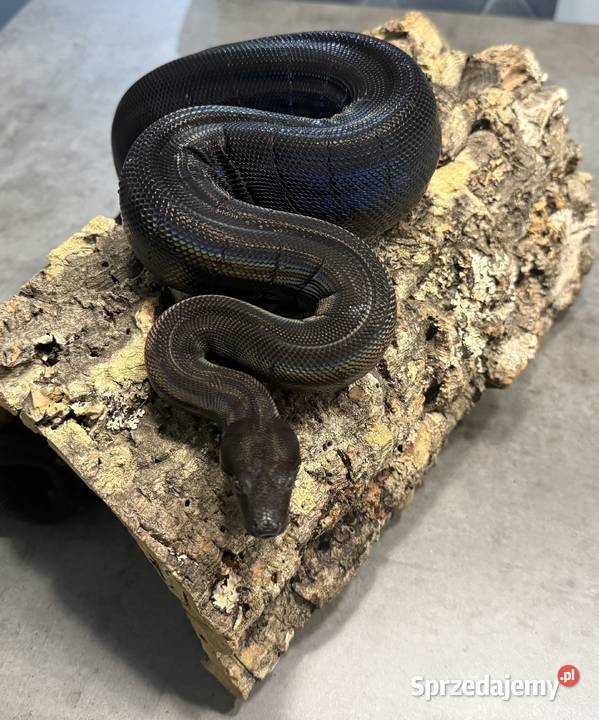 Boa Cesarski IMG MOTLEY