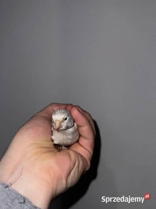 Kanarki białosrebne Kraków