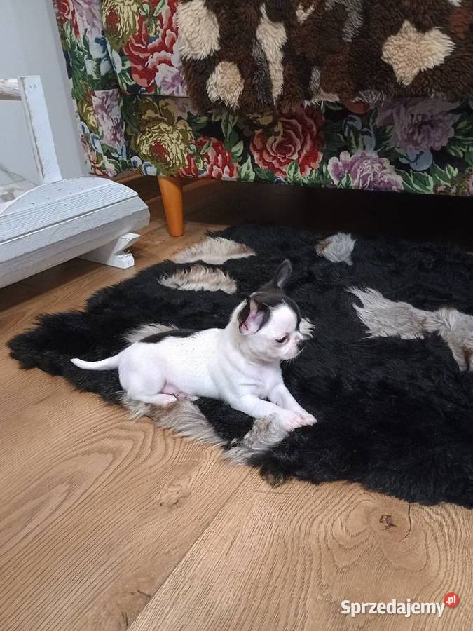 Chihuahua piękny malutki xxs EFEKT PIRAT czip Kleszczów