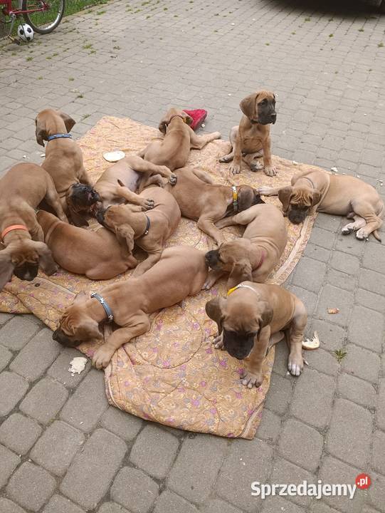 Szczenięta Dog Niemiecki Lesko