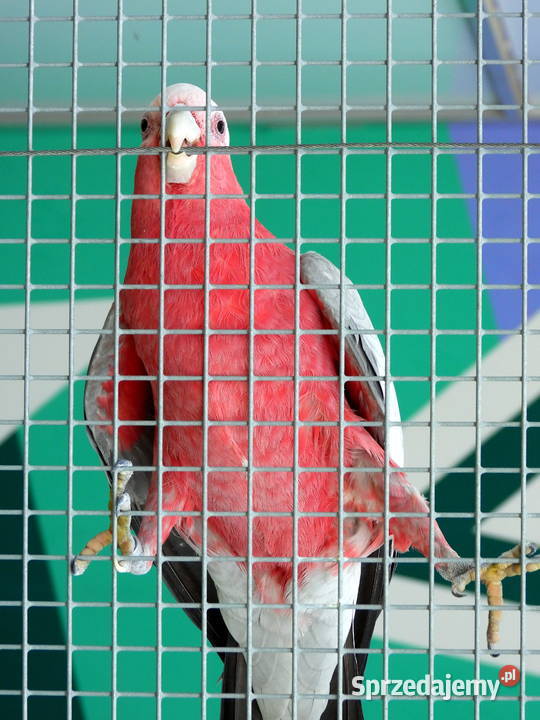 Sprzedam część hodowli papug – amazonki, kakadu różowe, barwinka