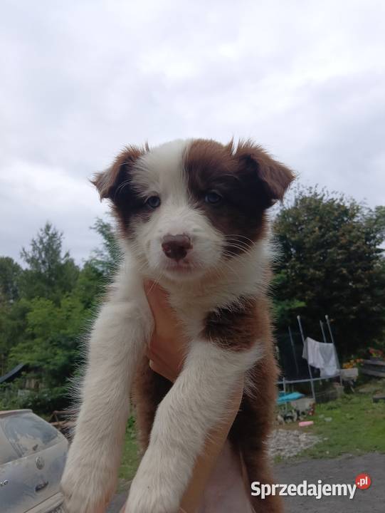 Sprzedam szczenięta border collie Rzeszów sprzedam