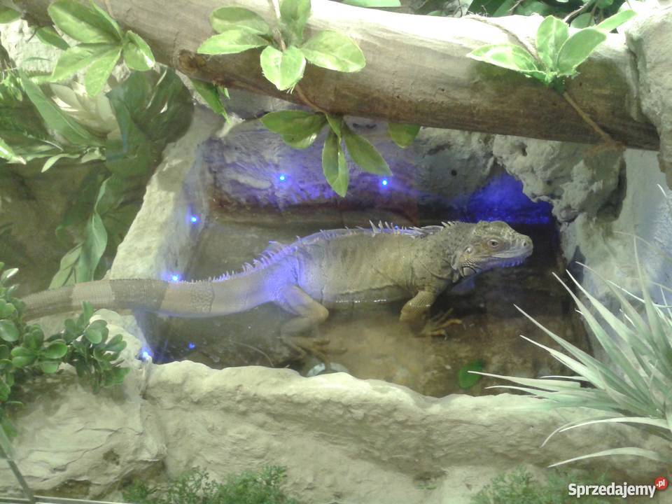 Terrarium legwana iguany duże ozdoba domu lokalu Przemyśl