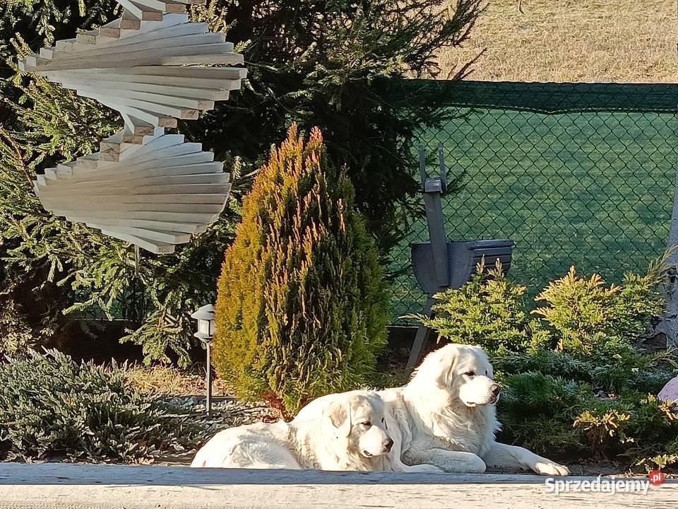 Owczarek Podhalański lubelskie sprzedam