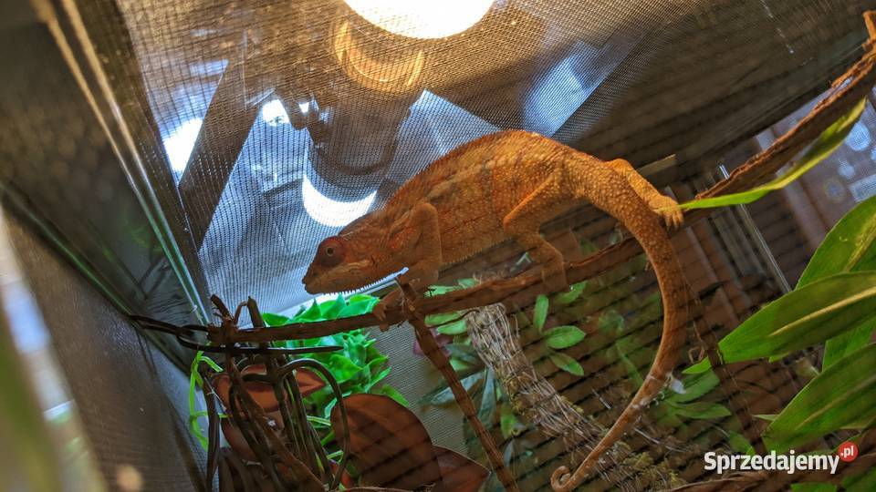 Kameleon Lamparci red samiec Krotoszyn