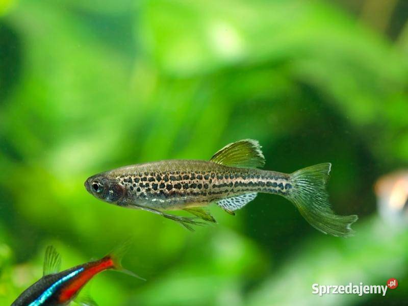 Danio lamparci Brachydanio lamparcie BOGATA Gdańsk