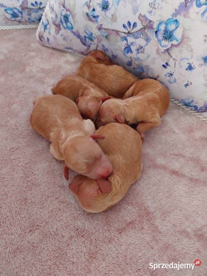 Pudel Pudelek miniaturka płowe Olkusz