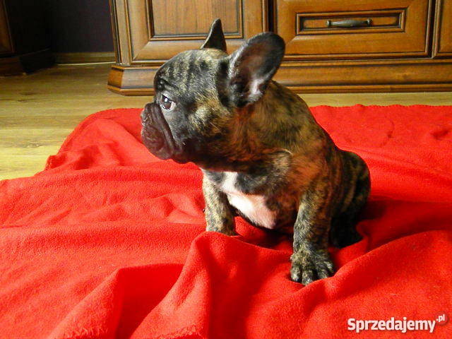 Buldog Francuski śliczny piesekz metryką ZKwP Śrem sprzedam