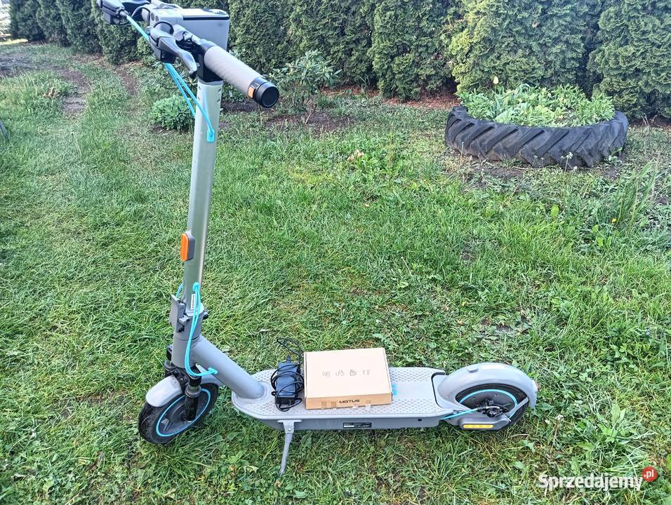 Chylajnoga elektryczna Kurzętnik