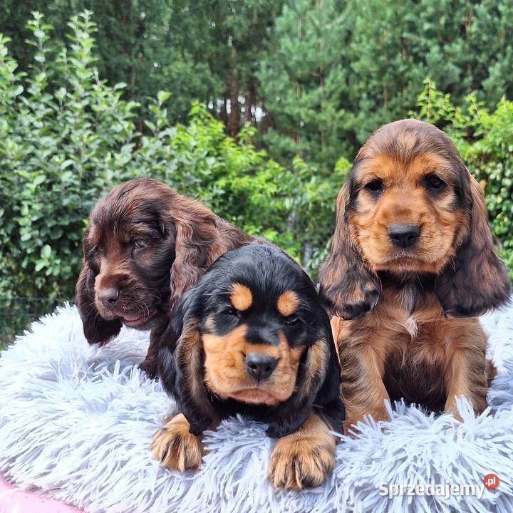 Cocker spaniel angielski Włocławek sprzedam
