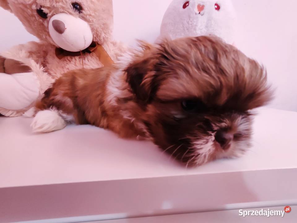 Shih tzu Shih Tzu sprzedam