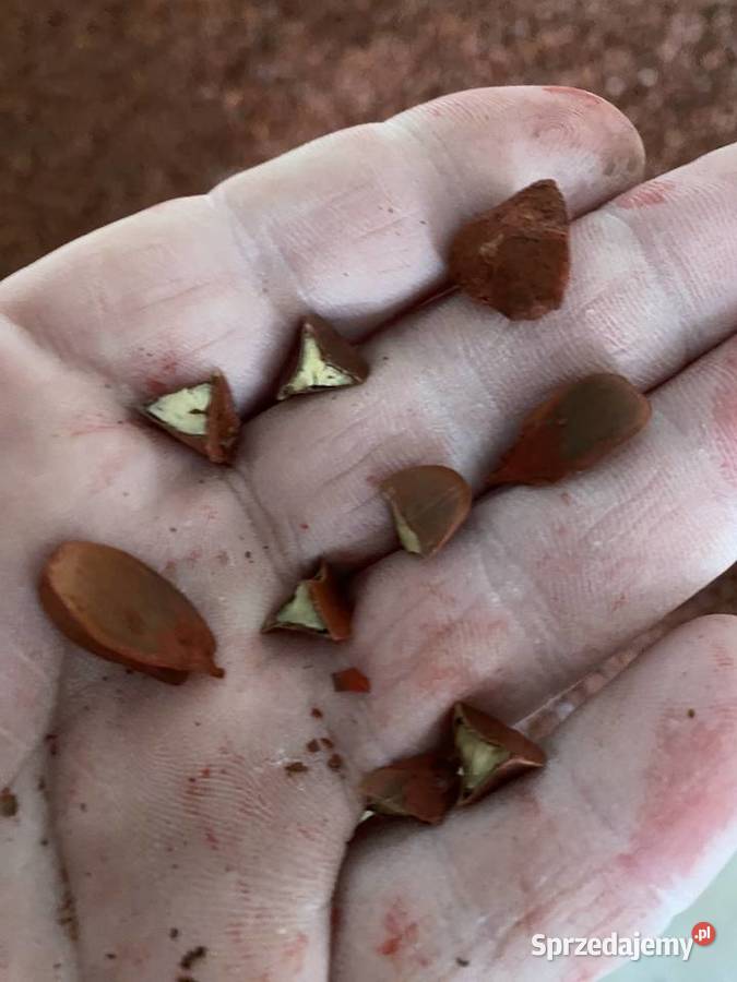 Sprzedam bukiew i żołędzie nasiona buku i dębu Rzeszów