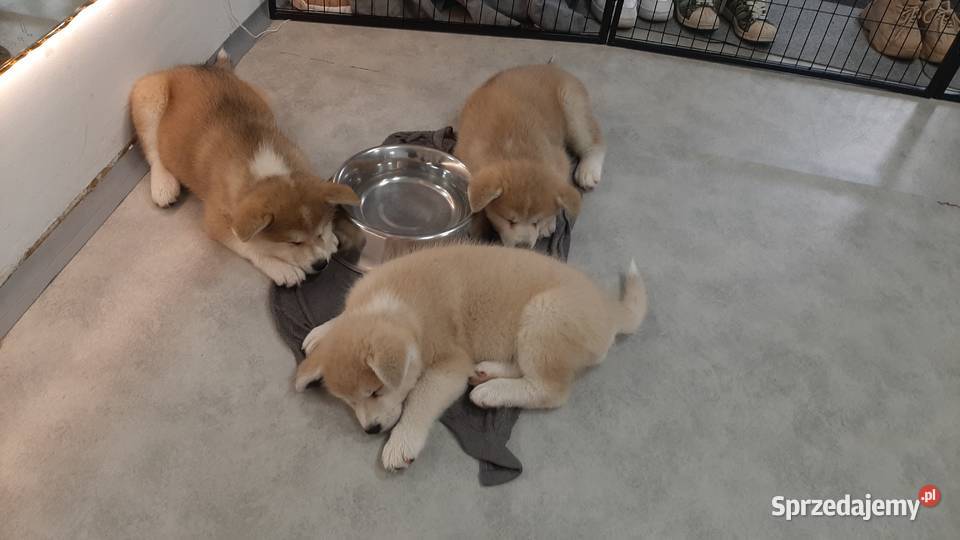 FCI Akita Inu czerwone i białe zoopsychologa