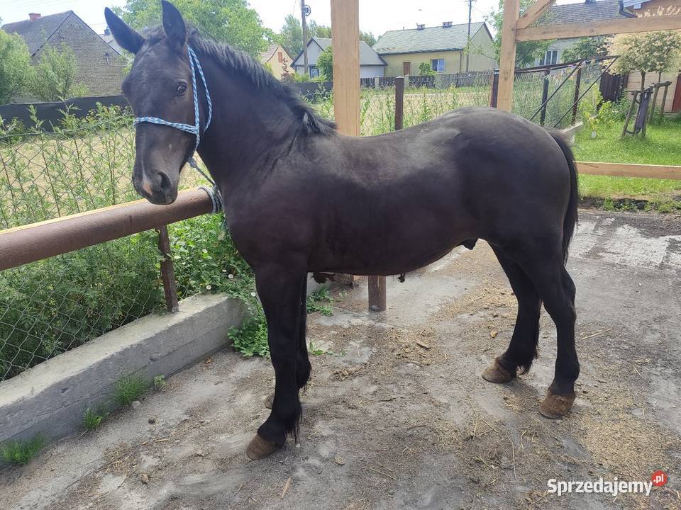 Sprzedam Kozienice sprzedam