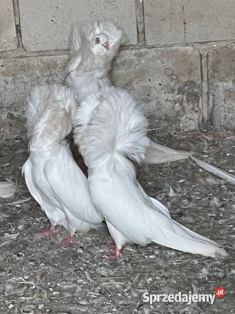 Gołębie ozdobne perukarze mazowieckie Nadarzyn