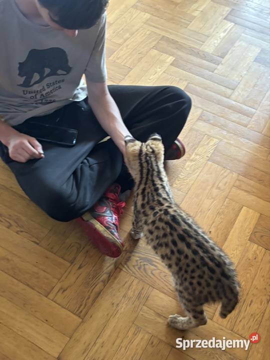 Serwal Afrykański ręcznie karmiony