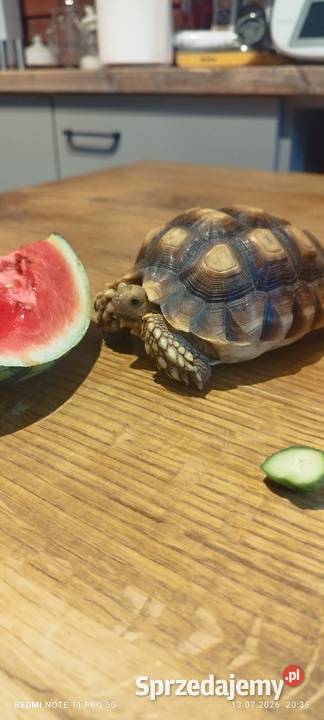 Żółw pustynny 4lata Płock
