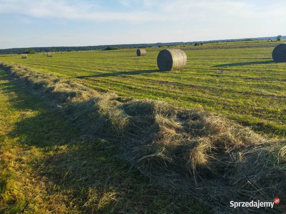siano dobra jakość mazowieckie Wyszków sprzedam