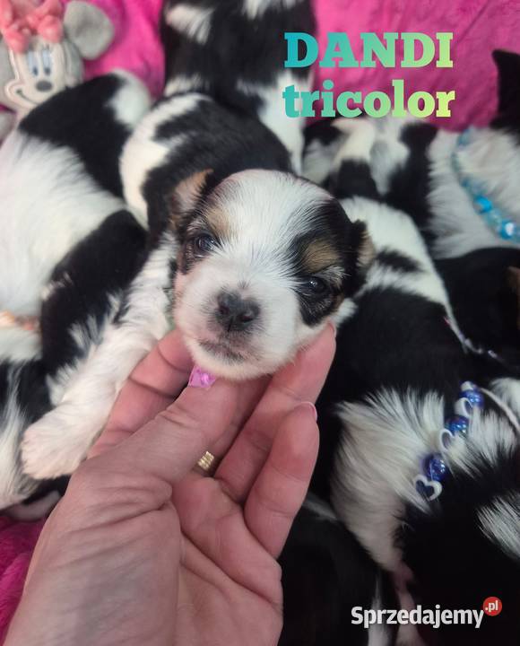 Piesek yorkshire terrier biewer tricolor York Łódź