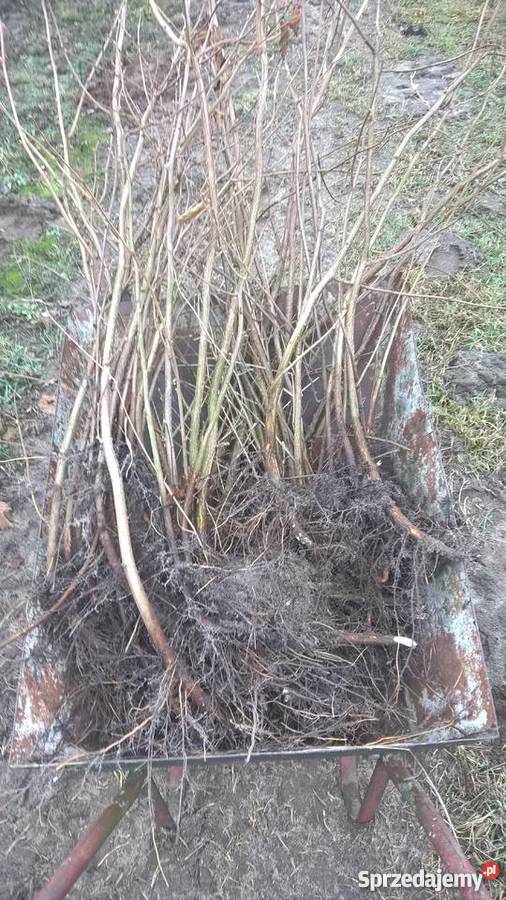 Leszczyna kataloński lubelskie Lubartów