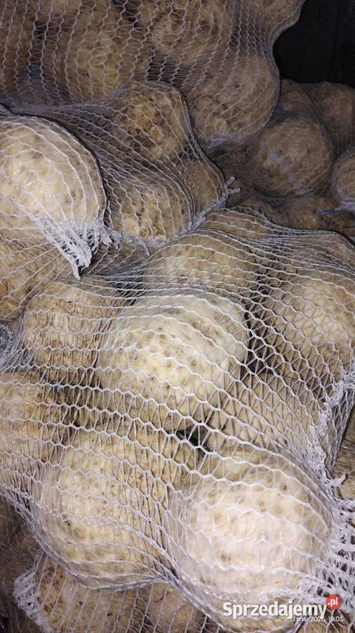 Seler myty 500 małopolskie Malkowice