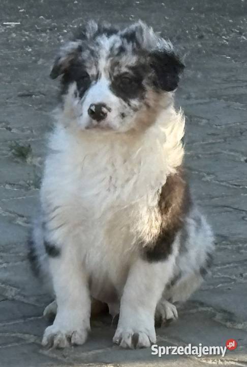 Border collie szczeniaki łódzkie Błaszki