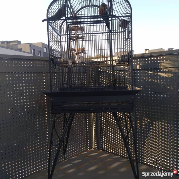 Papugi Szczecin sprzedam