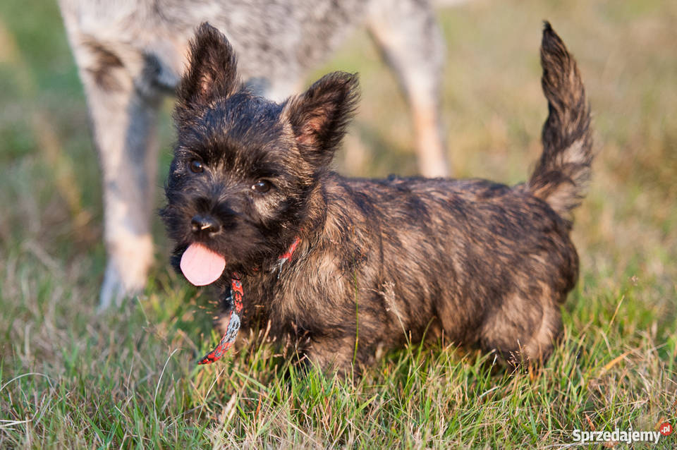 CAIRN TERRIER rodowodowe szczenięta Championach
