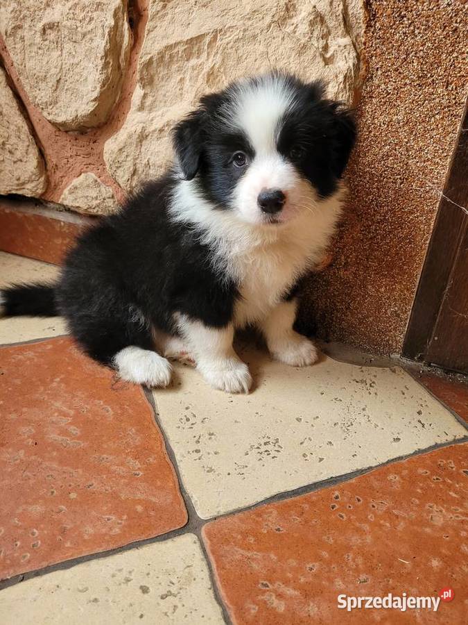 border collie FCI Krotoszyn