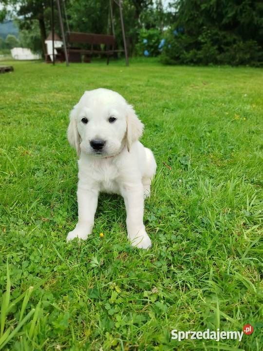 Golden retriever szczeniaki