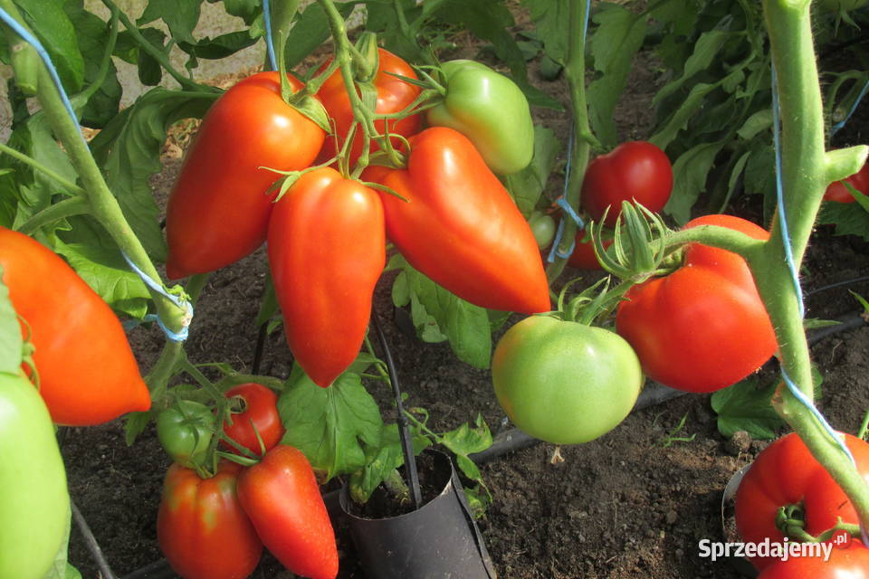 Sadzonki oryginalnych pomidorów holenderskich Rośliny Ogród sprzedam