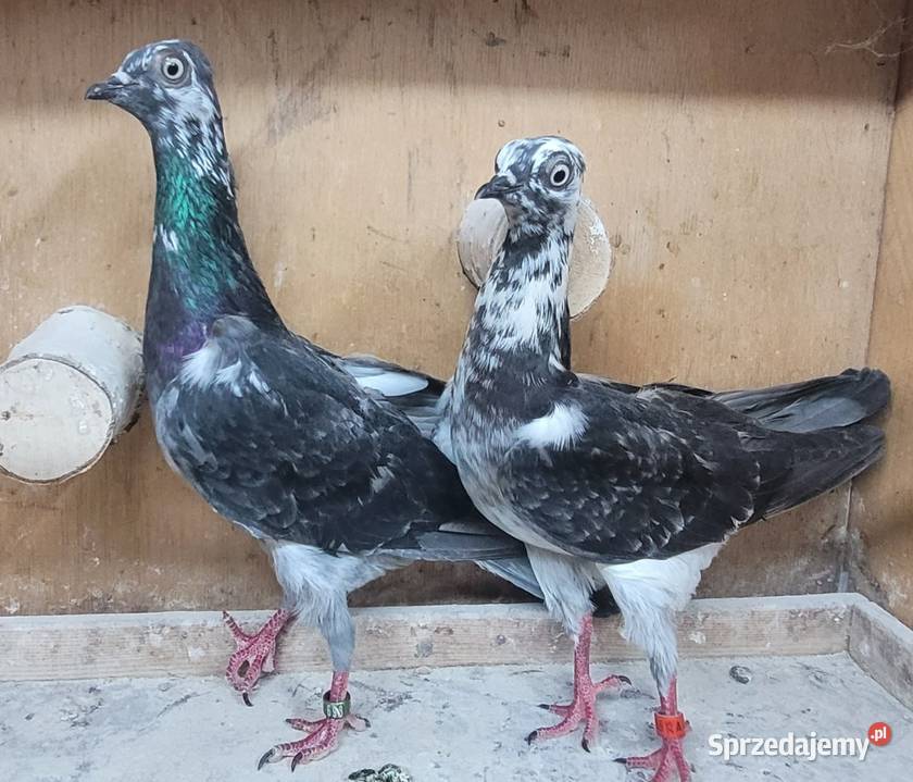 Gołębie Wiedeńskie lotne Skierniewice