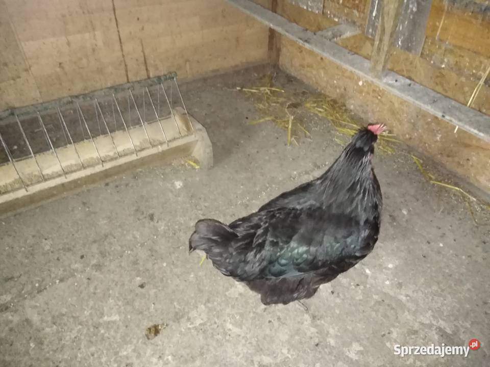Sprzedam kury nioski Ptaki Zwierzęta Pszczyna