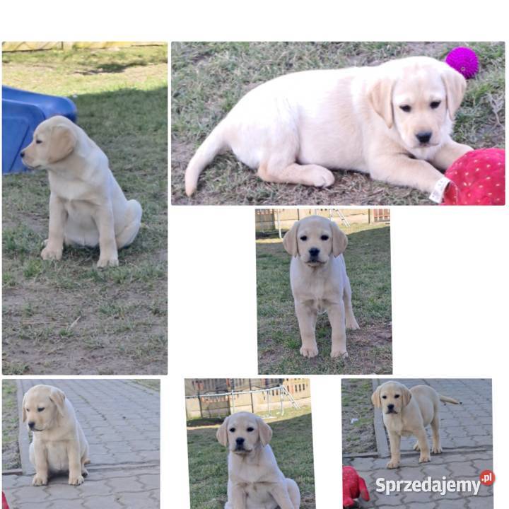Labrador retriever zapowiedz miotu 2026r Pasztowa Wola