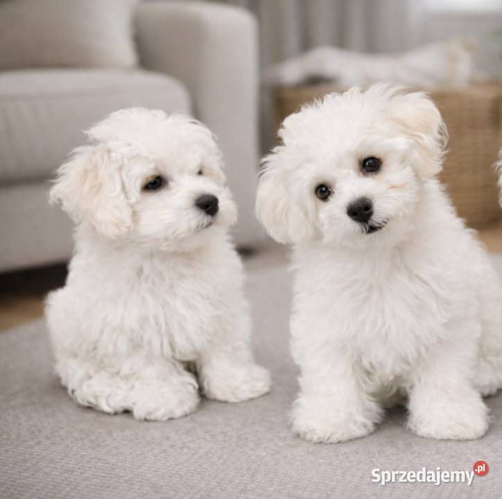 Maluchy Bichon Frise Zdzieszowice