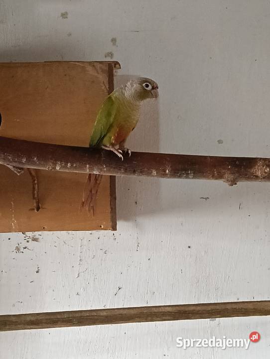 Rudosterka wielkopolskie Kościan