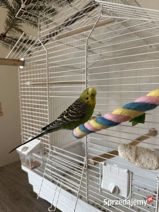 samiec papużki falistej