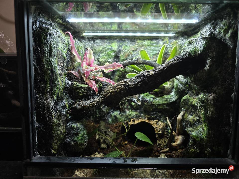 Terrarium tropikalne 25x25x25 ptasznika w Ostrów Wielkopolski sprzedam